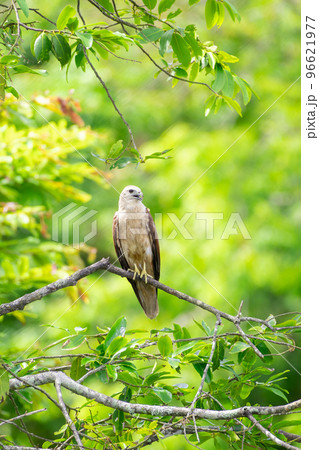 Juvenile Brahminy Kite perched on a tree branch, green foliage in the background. 96621977