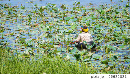 A village man picking lotus and waterlily flowers in the tank, floating on an air tube. A village man picking lotus and waterlily flowers in the tank, floating on an air tube. 96622021