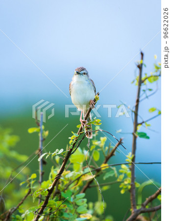 White-browed wren-warbler perch front view close-up portrait shot. 96622026