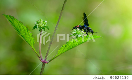Scolia Fasciatopunctata wasp over the wildflower, drinking nectar and gathering pollen close up a shot against the green natural bokeh background. Scolia Fasciatopunctata wasp over the wildflower, drinking nectar and gathering pollen close up a shot against the green natural bokeh background. 96622156