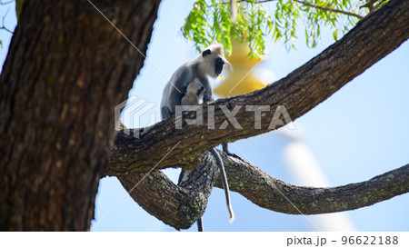 Monkey with the baby on a tree branch, Kataragama Kiriwehera temple in the background. 96622188