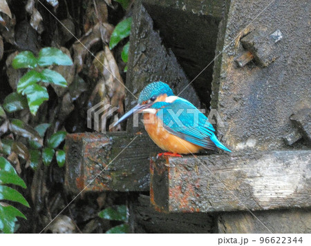 東京 水車小屋 カワセミ 東京 水車小屋 カワセミ 96622344