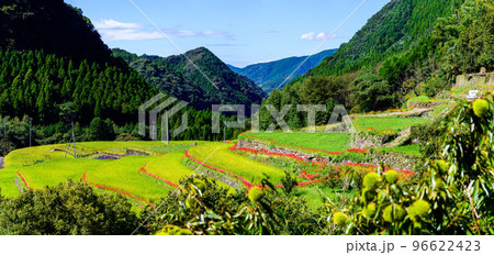最高に美しい秋晴れを背景に観光名所：日本棚田百選・番所の棚田(日本・九州・熊本県山鹿市) 96622423