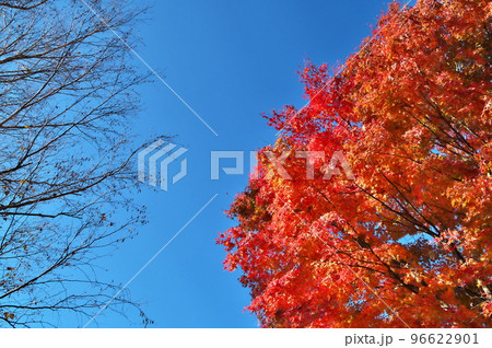 紅葉　カエデ 96622901