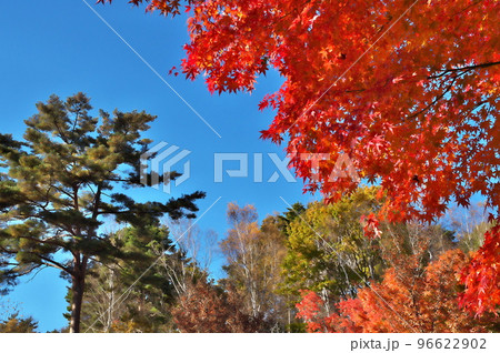 紅葉　カエデ 96622902