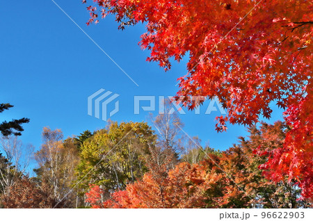 紅葉　カエデ 96622903