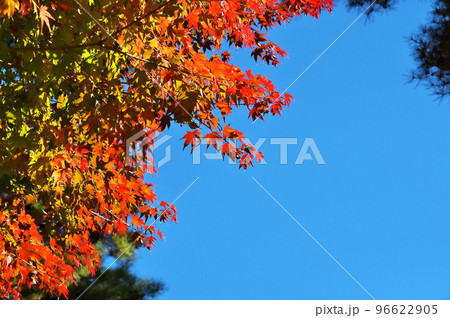 紅葉　カエデ 96622905