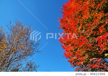 紅葉　カエデ 96622906