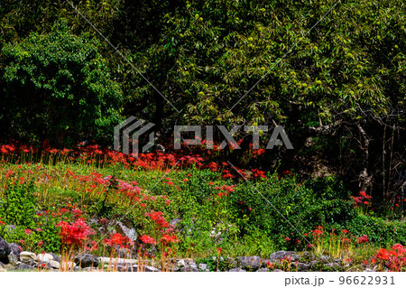 森林を背景に彼岸花風景「観光名所:日本棚田百選・番所の棚田」(日本・九州・熊本県山鹿市) 森林を背景に彼岸花風景「観光名所:日本棚田百選・番所の棚田」(日本・九州・熊本県山鹿市) 96622931