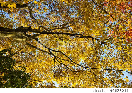 秋の久住山と池山水源の紅葉 秋の久住山と池山水源の紅葉 96623011