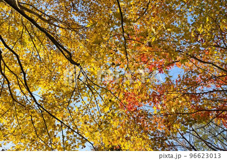秋の久住山と池山水源の紅葉 秋の久住山と池山水源の紅葉 96623013