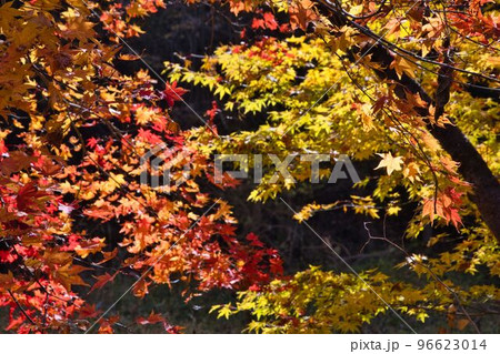 秋の久住山と池山水源の紅葉 96623014