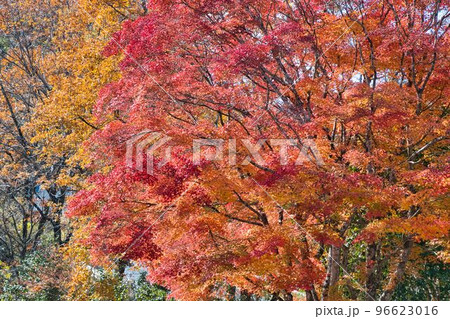 秋の久住山と池山水源の紅葉 秋の久住山と池山水源の紅葉 96623016