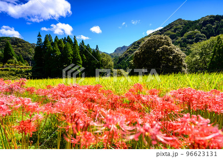 最高に美しい秋晴れを背景に彼岸花「観光名所：日本棚田百選・番所の棚田」(日本・九州・熊本県山鹿市) 96623131