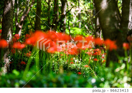秋晴れ光芒を浴びている森林の彼岸花風景「日本棚田百選・番所の棚田」(日本・九州・熊本県山鹿市) 96623413