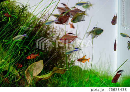 熱帯魚 熱帯魚 96623438