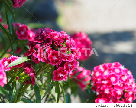 濃いピンクのビジョナデシコ 濃いピンクのビジョナデシコ 96623512