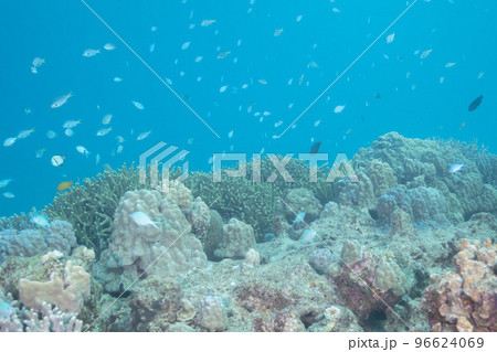 沖縄県本部町近辺の美しい珊瑚礁の水中写真 96624069
