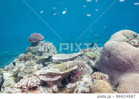 沖縄県本部町近辺の美しい珊瑚礁の水中写真 96624087