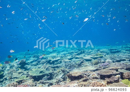 沖縄県本部町近辺の美しい珊瑚礁の水中写真 96624093
