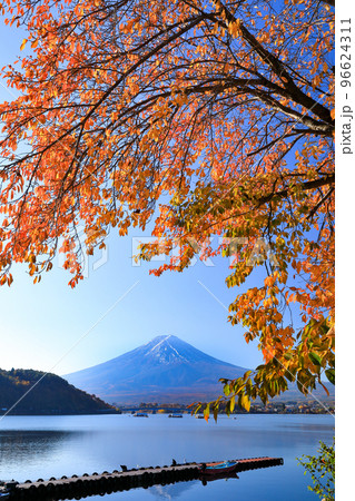 富士山と河口湖の湖畔紅葉（桜）　山梨県河口湖町 96624311
