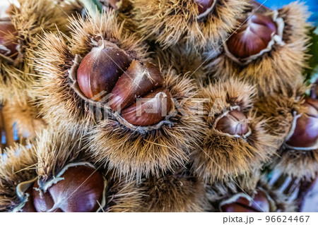 Sweet raw chestnuts. Husked chestnuts and chestnuts with skin. Sweet raw chestnuts. Husked chestnuts and chestnuts with skin. 96624467