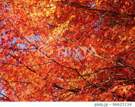 紅葉の樹 96625134
