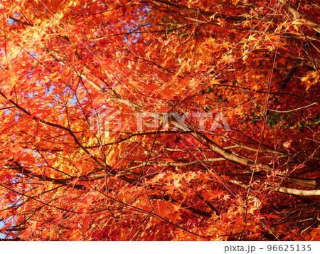 紅葉の樹 96625135