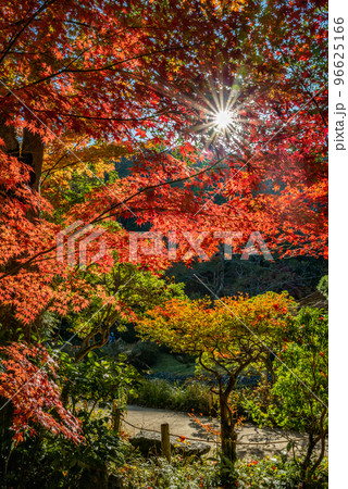 紅葉の浄瑠璃寺 紅葉の浄瑠璃寺 96625166