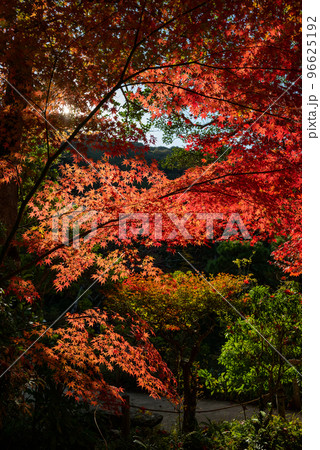 紅葉の浄瑠璃寺 紅葉の浄瑠璃寺 96625192