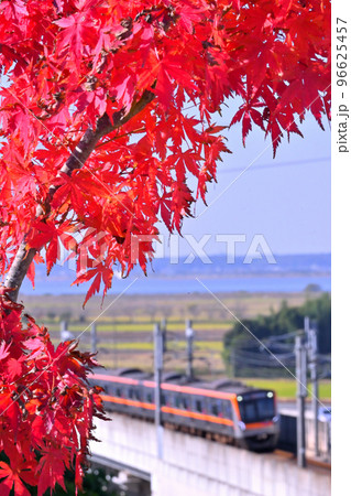 真っ赤な紅葉と京成電鉄3100形電車 96625457
