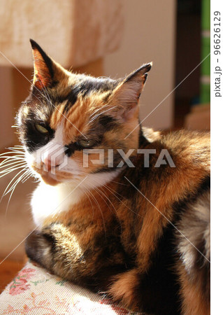 こちらをむく猫 こちらをむく猫 96626129