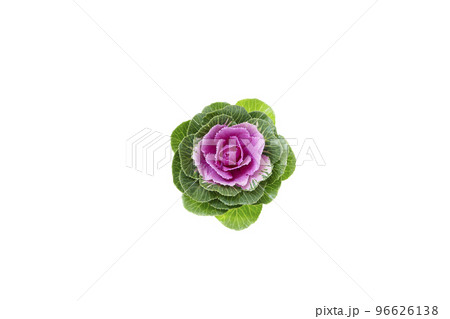 葉牡丹 葉牡丹 96626138