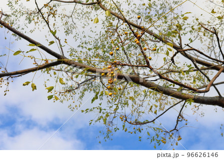 青空 雲 栴檀の木 青空 雲 栴檀の木 96626146