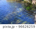 忍野八海の池の水草 96626259
