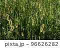 エノコログサ 96626282