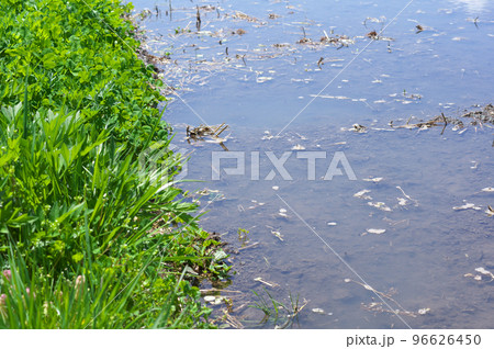 田植え前の水田と畔 96626450
