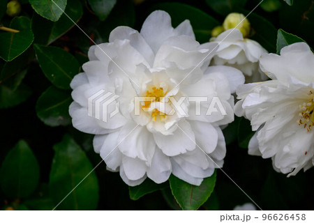 山茶花 山茶花 96626458
