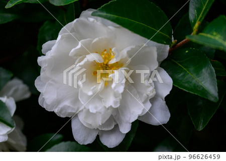 山茶花 山茶花 96626459