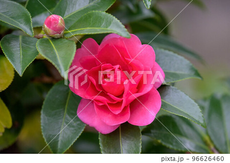 山茶花 山茶花 96626460