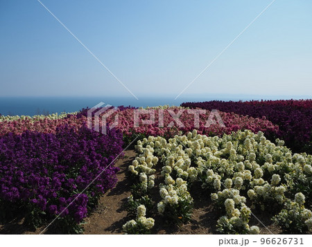 冬の淡路島あわじ花さじき 冬の淡路島あわじ花さじき 96626731