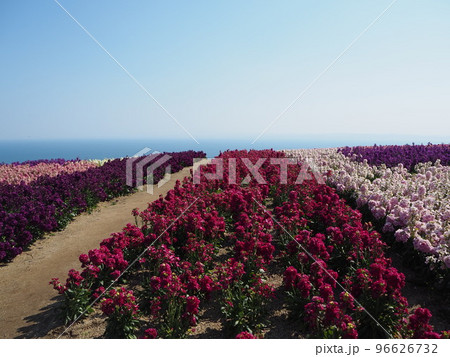 冬の淡路島あわじ花さじき 96626732