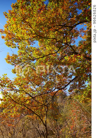 埼玉県鐘撞堂山も南コース登山道から見る秋の風景 96626826