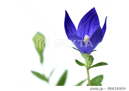 桔梗の花 秋の七草のひとつ (fix撮影) 桔梗の花 秋の七草のひとつ (fix撮影) 96626904