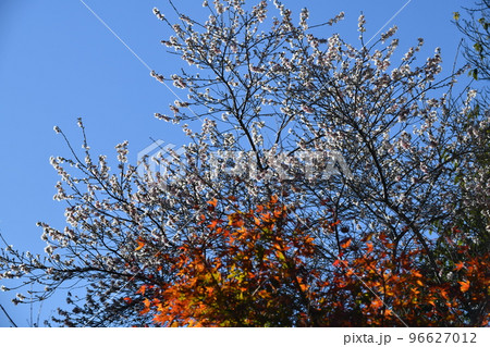 冬に咲いた桜の花 冬に咲いた桜の花 96627012