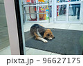 A stray dog is warming himself in the store from the intense cold. The concept of protection of stray animals 96627175