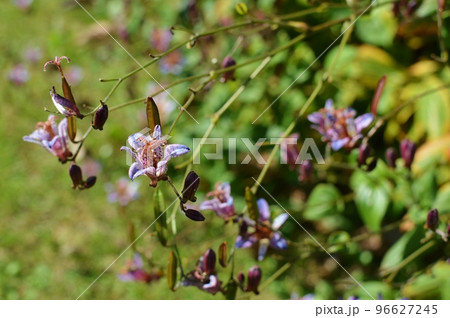 庭に咲く薄紫色のホトトギスの花 庭に咲く薄紫色のホトトギスの花 96627245