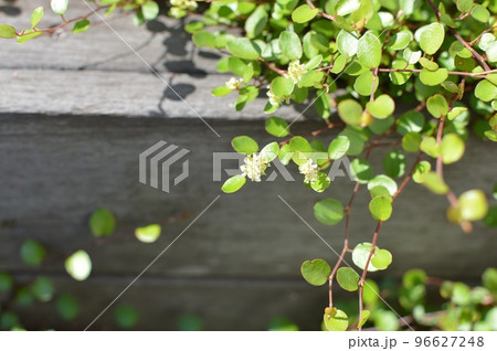 ワイヤープランツの黄色い小花 ワイヤープランツの黄色い小花 96627248