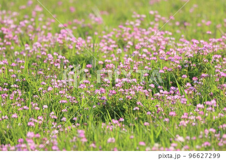 れんげ草畑 96627299