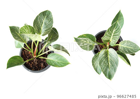 Green house plant isolated on white background Green house plant isolated on white background 96627485